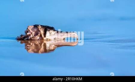 Kormorans Kopf liegt im flachen Ozean mit Reflexionen im blauen Wasser Stockfoto