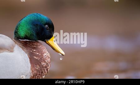 Männliches Stockdarmporträt mit einem großen Wassertropfen, der aus seinem Schnabel tropft, vor einem hellbraunen Hintergrund. Stockfoto