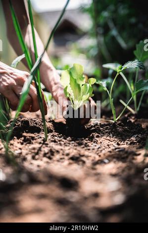 Blick aus dem niedrigen Winkel auf weibliche Hände, die grünen Salat in einen Garten mit jungen Gemüsesetzlingen Pflanzen. Stockfoto
