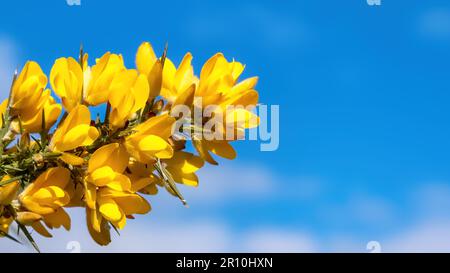 Gelbe Gänseblümchen in sanfter Frühlingssonne vor blauem Himmel Stockfoto