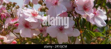 Rosa Rosen in voller Blüte in der Sonne - Panorama Stockfoto