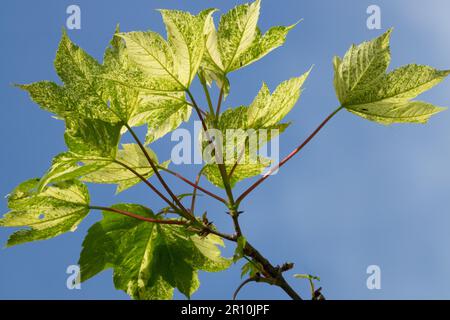 Sycamore Baum, Blätter, Laub, Zweig, Frühling, Gelb, Farbe, Ahorn, Acer pseudoplatanus „Nizetii“ Stockfoto