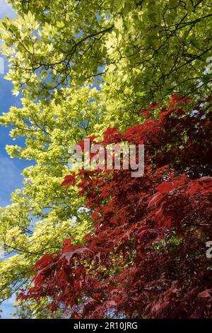 Sycamore Baum, Frühling, Japanischer Ahornbaum, Farbe, Rot Gelb, Bäume, Kontrast Stockfoto