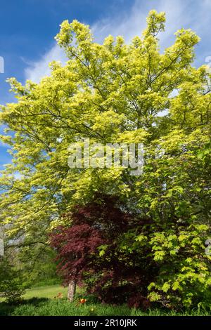 Sycamore Tree, Habitus, Acer pseudoplatanus „Nizetii“, Tree Maple Stockfoto