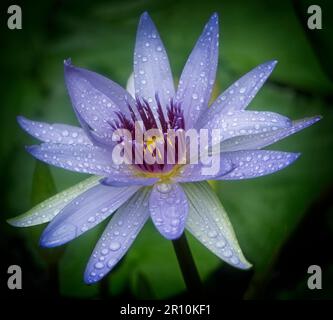 Auftauchende Vegetation Calgary Zoo Alberta Stockfoto