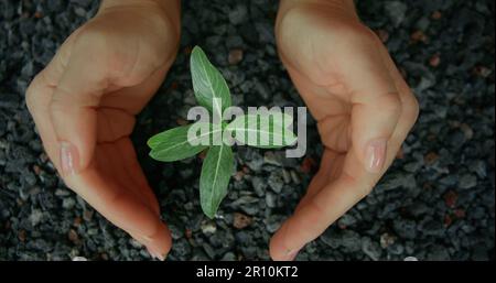 In trockenem, unfruchtbarem, felsigem Boden wachsen kleine grüne Sprossen. Leben in einer toten Umgebung. Weibliche Hände schützen die Pflanze sorgfältig. Wiederbelebung der Tierwelt. Stockfoto