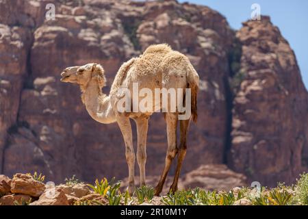 Kamele bei Petra, Jordanien Stockfoto