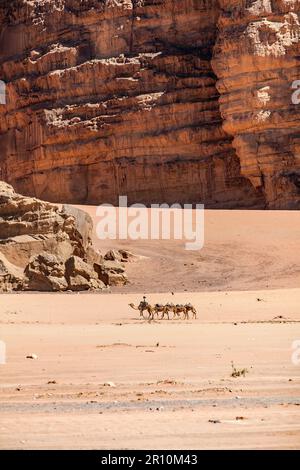 Kamele in Wadi Rum, Jordanien Stockfoto