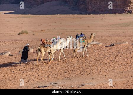 Kamele in Wadi Rum, Jordanien Stockfoto