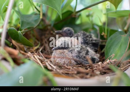 Vogelbabys in einem Nest in einer Korbpflanze. Kleine Tauben. Taubenbabys schlafen in ihrem Nest Stockfoto