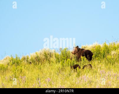 Mutter Grizzly sieht auf, während Cubs unter ihr im Feld grasen Stockfoto