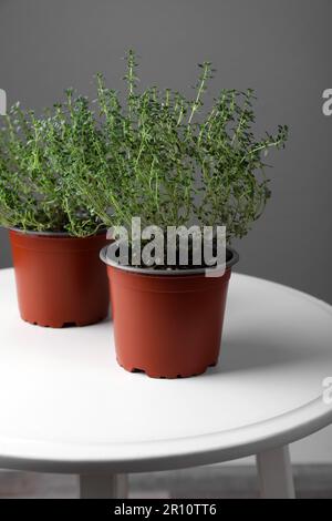 Aromatischer grüner Thymian in Töpfen auf weißem Tisch gegen graue Wand Stockfoto