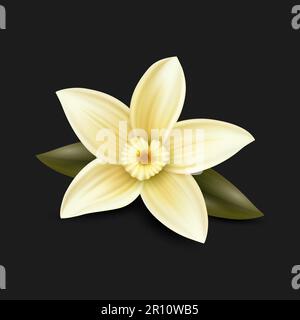 Vector 3D realistisch süße, duftende, frische Vanilleblume mit Blättern, Nahaufnahme isoliert auf schwarzem Hintergrund. Designvorlage für unverwechselbaren Geschmack Stock Vektor