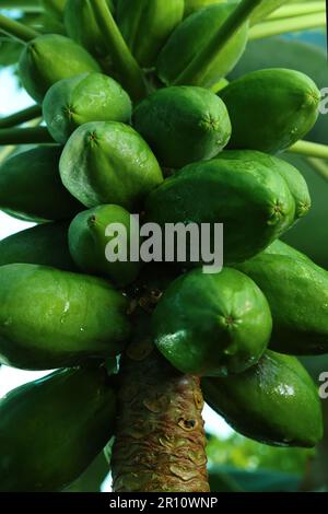 Unreife Papaya-Früchte wachsen auf Bäumen im Freien, Nahaufnahme Stockfoto