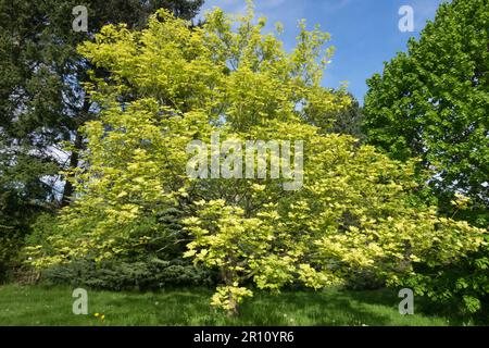 Acer pseudoplatanus „Aureo-variegatum“, Sycamore Tree Maple Stockfoto