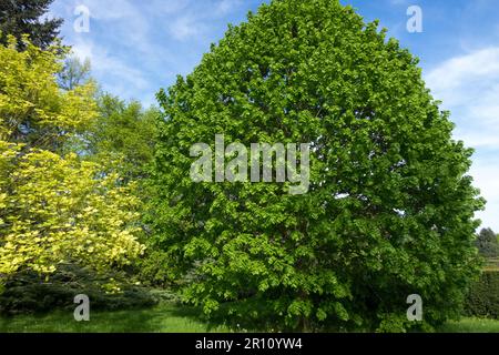 Tilia platyphyllos Tree, Tilia platyphylla, großblättrige Limette, Largeleaf Linden, Form Stockfoto