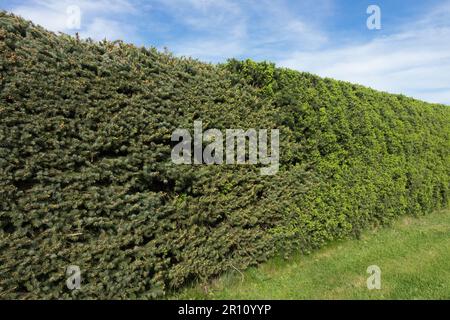 Fichte, Hecke, Garten, Picea Omorika, Picea abies Stockfoto