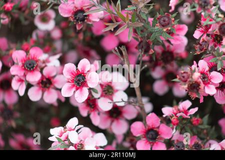 Nahaufnahme der neuseeländischen Manuka-Blumen. Sein Nektar erzeugt Mānuka Honig. Stockfoto