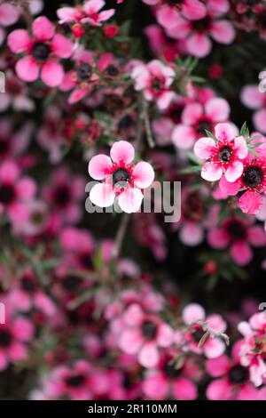 Nahaufnahme der neuseeländischen Manuka-Blumen. Sein Nektar erzeugt Mānuka Honig. Stockfoto