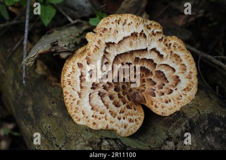 Fasanenpilze wachsen aus einem Baumstamm in den Camp Ground Road Woods in des Plaines, Illinois Stockfoto