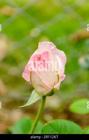 Öffnung Für Pink Hybrid Tea Rose Stockfoto