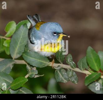 Nordparula (Setophaga americana) mit einem Insekt im Schnabel während der Frühjahrswanderung; Galveston, Texas, USA. Stockfoto