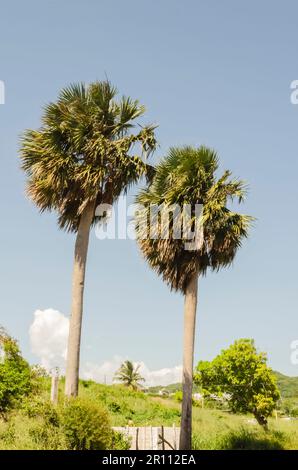 Zwei große silberne Strohpalmen wachsen über allen Vegitaten und reichen bis zum blauen Himmel. Stockfoto