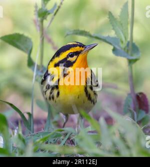 Blackburnian Warbler (Setophaga fusca) während der Frühjahrswanderung, Galveston, Texas, USA. Stockfoto