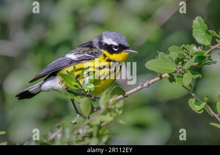 Magnolia Warbler (Setophaga-Magnolie) während der Frühjahrswanderung, Galveston, Texas, USA. Stockfoto