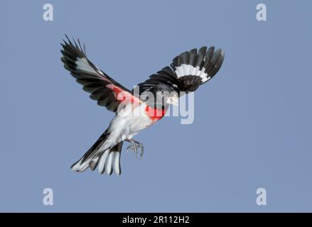 Rosenschnabel (Pheucticus ludovicianus), männlich, der während der Frühjahrswanderung in Galveston, Texas, USA fliegt Stockfoto