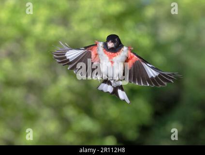 Rosenschnabel (Pheucticus ludovicianus), männlich, der während der Frühjahrswanderung in Galveston, Texas, USA fliegt Stockfoto