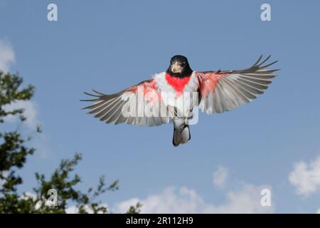 Rosenschnabel (Pheucticus ludovicianus), männlich, der während der Frühjahrswanderung in Galveston, Texas, USA fliegt Stockfoto