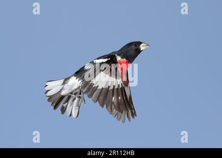 Rosenschnabel (Pheucticus ludovicianus), männlich, der während der Frühjahrswanderung in Galveston, Texas, USA fliegt Stockfoto