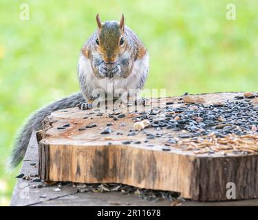 Graue Eichhörnchen essen Vogelfutter auf einem Baumstamm. Stockfoto