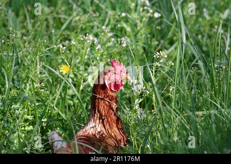 Hähnchen (Gallus gallus domesticus), weiblich, Porträt, Huhn, Kopf, Gras, draußen, Eine einzige Henne ernährt sich im hohen Gras Stockfoto