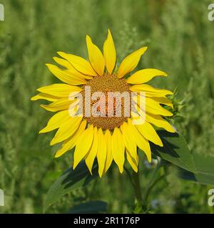 Sonnenblume (Helianthus annuus), Blume, Nordrhein-Westfalen, Deutschland Stockfoto