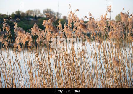 Jezioro Winiary - Gniezno, Polen - Wasserreflexionen, Wohnhaus aus Beton, in einem See reflektiert. Stockfoto