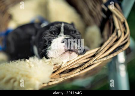 Porträt von einem jungen Boston Terrier Reiten im Korb auf dem Fahrrad mit Lamm Haut Stockfoto