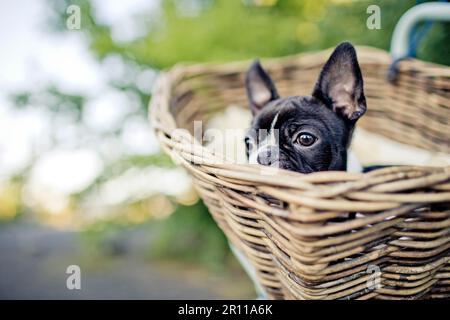 Porträt von einem jungen Boston Terrier Reiten im Korb auf dem Fahrrad mit Lamm Haut Stockfoto