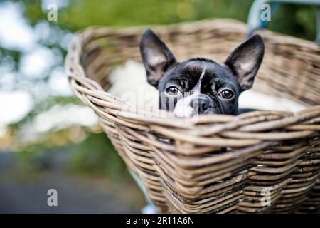 Porträt von einem jungen Boston Terrier Reiten im Korb auf dem Fahrrad mit Lamm Haut Stockfoto