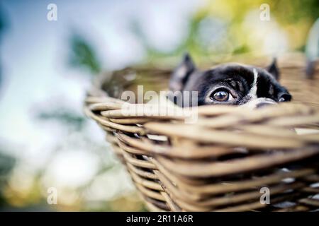 Porträt von einem jungen Boston Terrier Reiten im Korb auf dem Fahrrad mit Lamm Haut Stockfoto