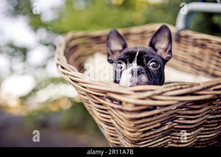 Porträt von einem jungen Boston Terrier Reiten im Korb auf dem Fahrrad mit Lamm Haut Stockfoto