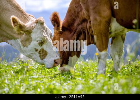 Kühe in den europäischen Alpen in Österreich Mühlbach bin glücklich, dass Braun und weiß gefleckt Hochkönig bei Salzburg Stockfoto