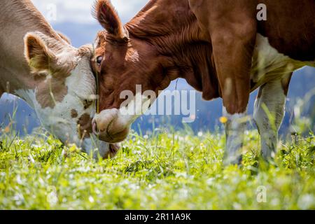 Kühe in den europäischen Alpen in Österreich Mühlbach bin glücklich, dass Braun und weiß gefleckt Hochkönig bei Salzburg Stockfoto