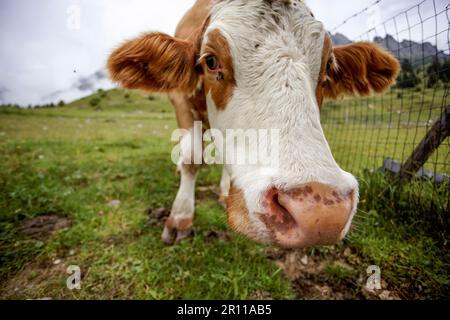 Kühe in den europäischen Alpen in Österreich Mühlbach bin glücklich, dass Braun und weiß gefleckt Hochkönig bei Salzburg Stockfoto