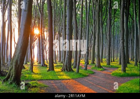 Ein Sonnenaufgang zwischen Bäumen im Wald Stockfoto