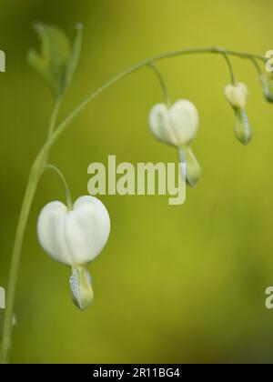 Lamprocapnos spectabilis Alba (Syn. Dicentra spectabilis Alba) Stockfoto