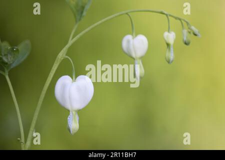 Lamprocapnos spectabilis Alba (Syn. Dicentra spectabilis Alba) Stockfoto