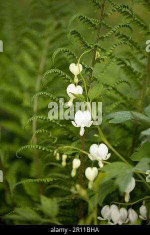 Lamprocapnos spectabilis Alba (Syn. Dicentra spectabilis Alba) Stockfoto