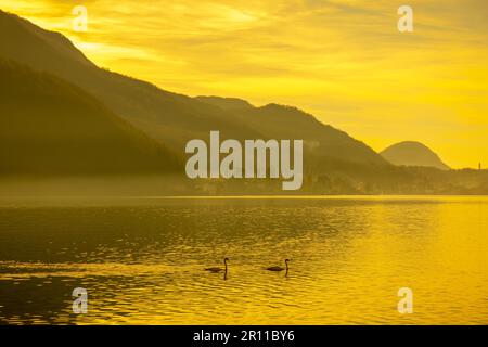Zwei Schwäne am Luganer See bei Sonnenuntergang und Berg in Morcote, Tessin in der Schweiz Stockfoto